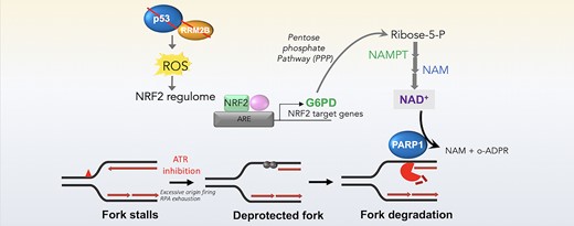 Graphical abstract -p53-dependent crosstalk between DNA replication integrity and redox metabolism via NRF2-PARP1 axis (Elfar et al., NAR 2024)